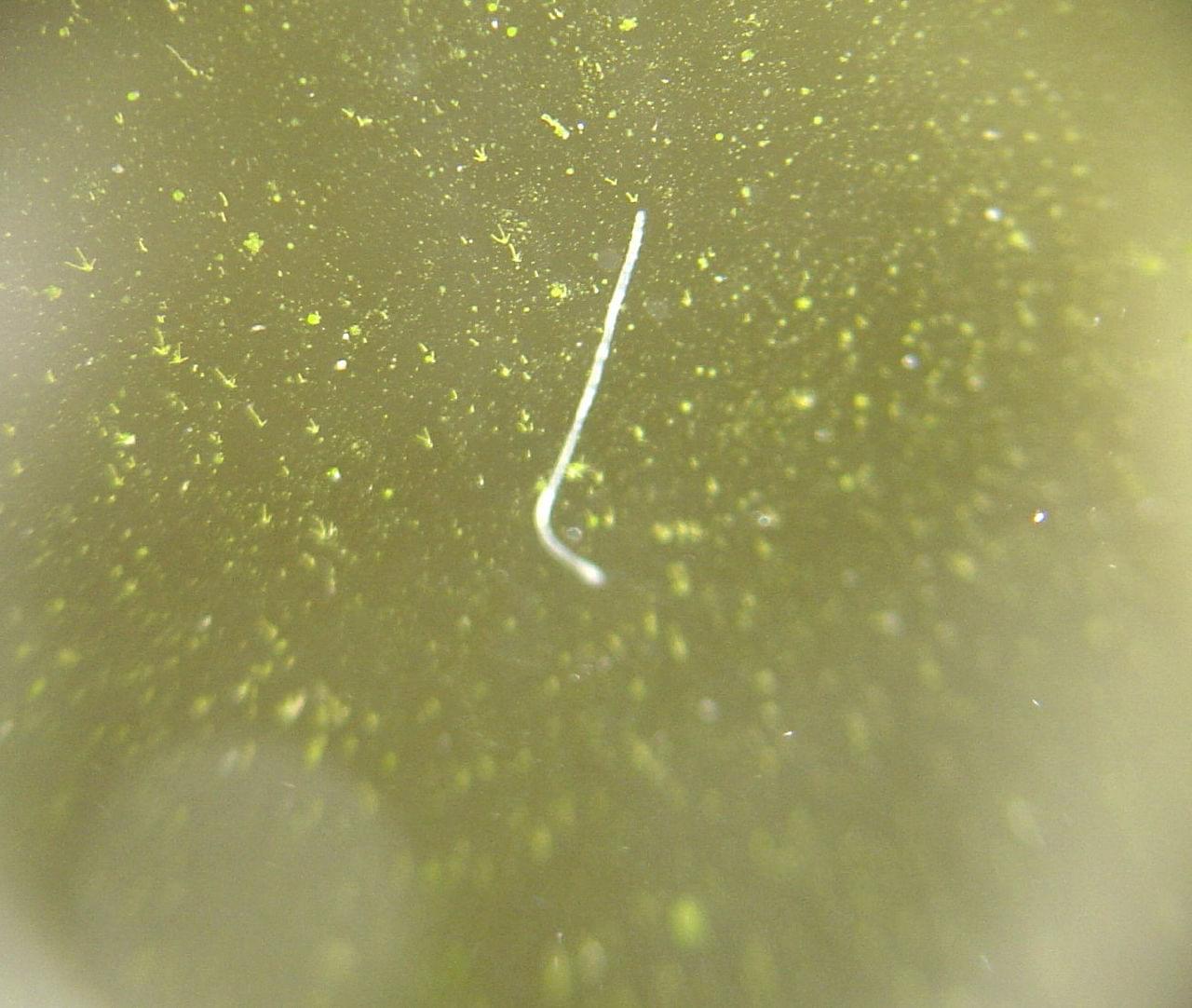 Белые черви в аквариуме нематоды