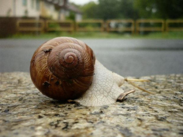 tysiace winniczków ginie na drogach