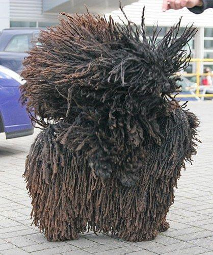 Hungarian puli