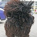 Hungarian puli