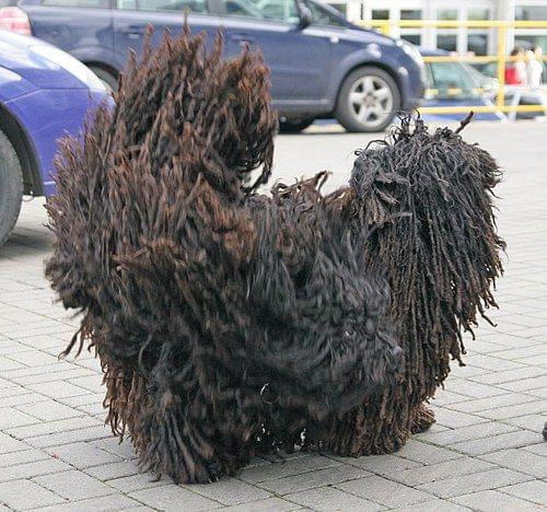 Hungarian puli