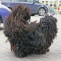 Hungarian puli
