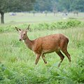 Zwierzęta w Richmond Park #zwierzęta