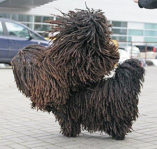 Hungarian puli