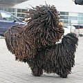 Hungarian puli