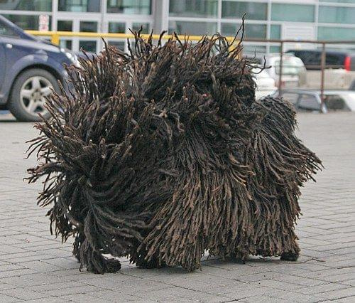 Hungarian puli