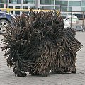 Hungarian puli