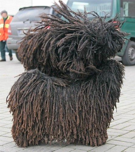 Hungarian puli