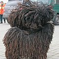 Hungarian puli