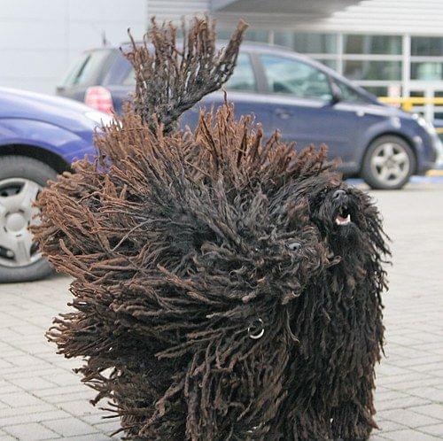 Hungarian puli