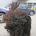 Hungarian puli