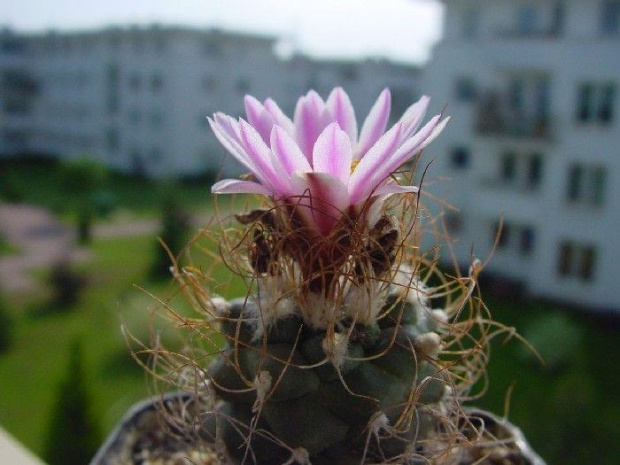 Turbinicarpus