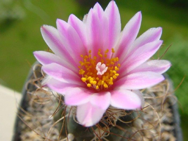 Turbinicarpus