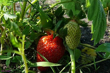 Działkowa truskaweczka #truskawka #działka