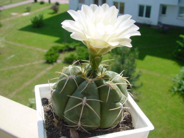 Gymnocalycium denudatum