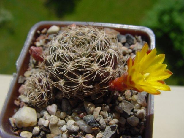 Sulcorebutia krugerii