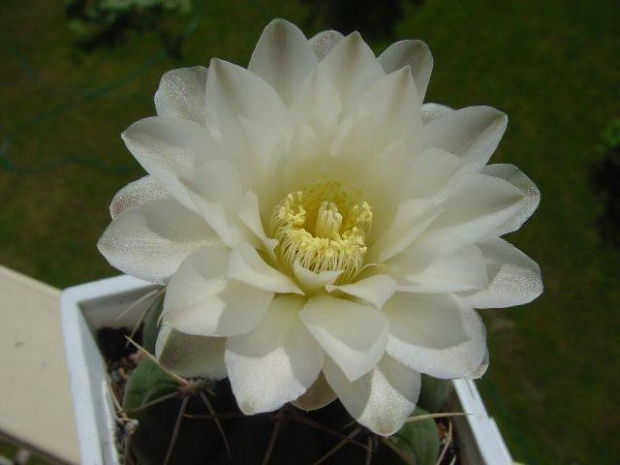 Gymnocalycium denudatum