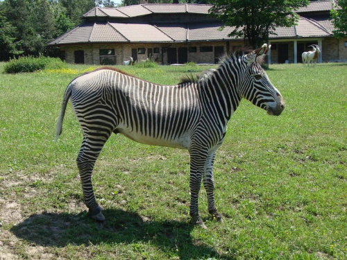 znów zebra