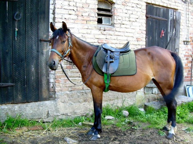 już gotowa :))) #koń #konie