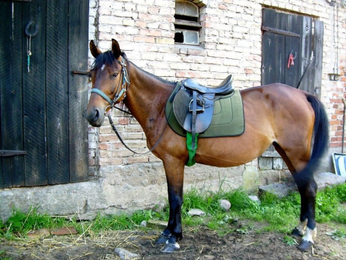 już gotowa :))) #koń #konie