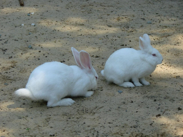 białe króliki