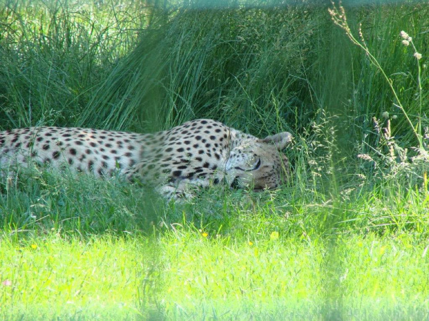 gepard