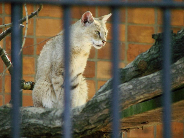 kot błotny