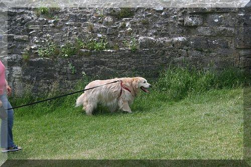 Corfe Castle