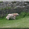 Corfe Castle