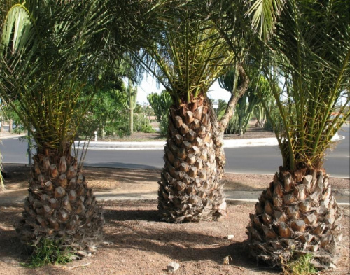 Palmy. A może ananasy zakopane w ziemi?