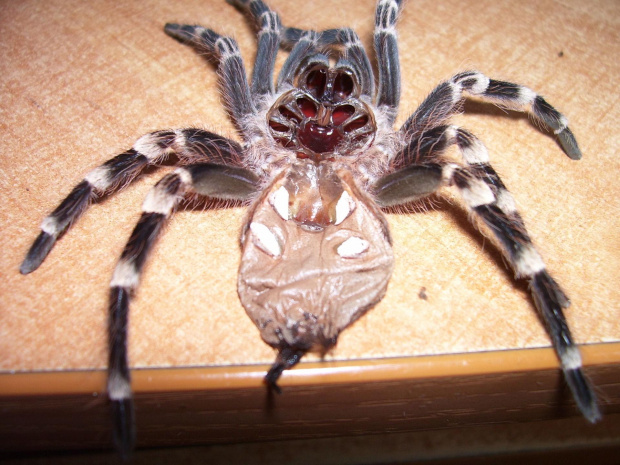 A. geniculata