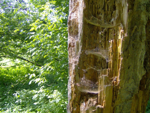 Puszczykowo, wyżarte drzewo - mieszkano wielu pajączków... :]