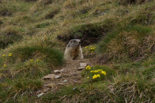 Austria 2007