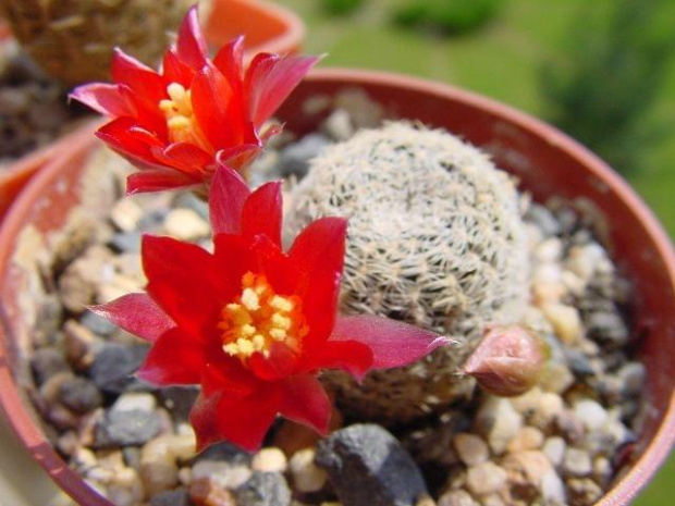 Rebutia albopectinata