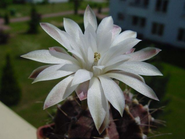 Gymnocalycium michanovichii