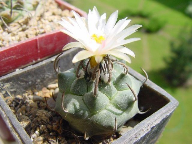 Turbinicarpus klinkerianus