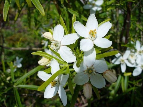 Choisya ternata - kwiaty
