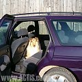 Prawidłowe przewożenie psa w samochodzie