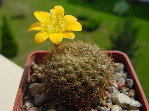 Rebutia marsonerii