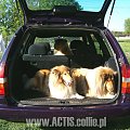 Psy w samochodzie