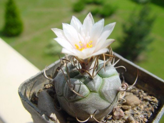 Turbinicarpus klinkerianus