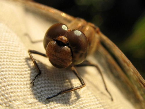 Oko w oko z owadem #przyroda