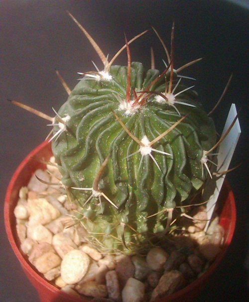 #echinofossulocactus