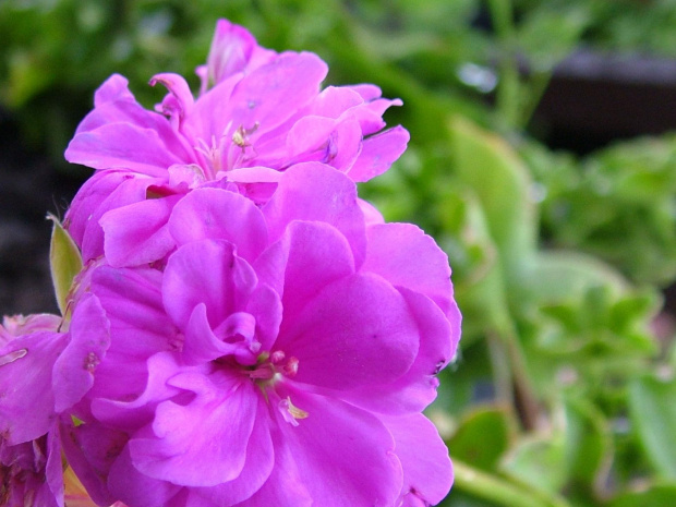 pelargonia #kwiaty