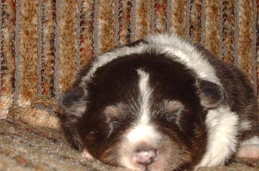 Moja czarna :* #sheltie #OwczarekSzetlandzki #szetland #szetlandy #psy #pies #hodowla