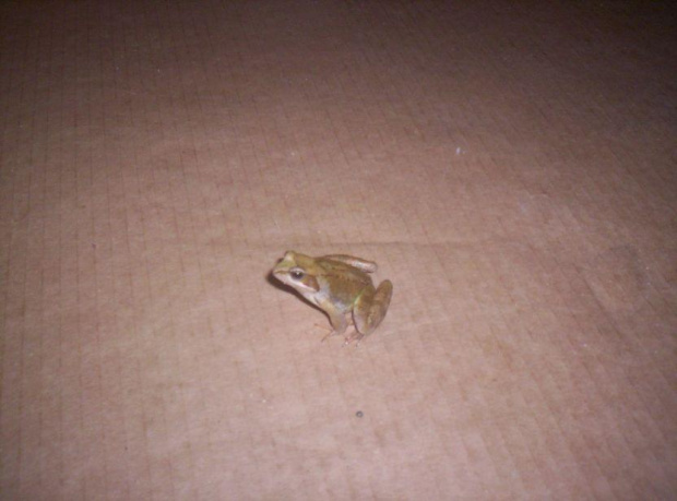 Żabka, jaka jest - każdy widzi. :)