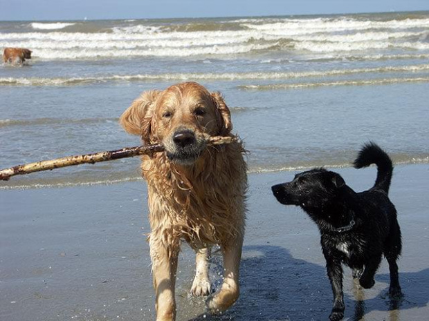 Golden Beach Patrol #Golden #hobby #plaża #psy