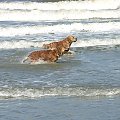 Golden Beach Patrol #Golden #hobby #plaża #psy