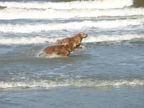 Golden Beach Patrol #Golden #hobby #plaża #psy