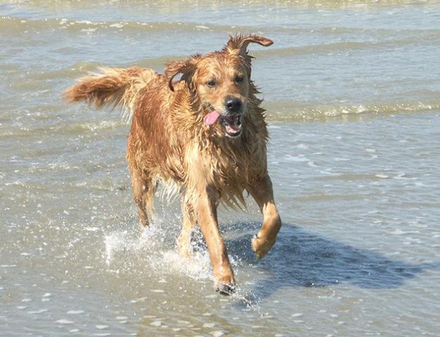 Golden Beach Patrol #Golden #hobby #plaża #psy